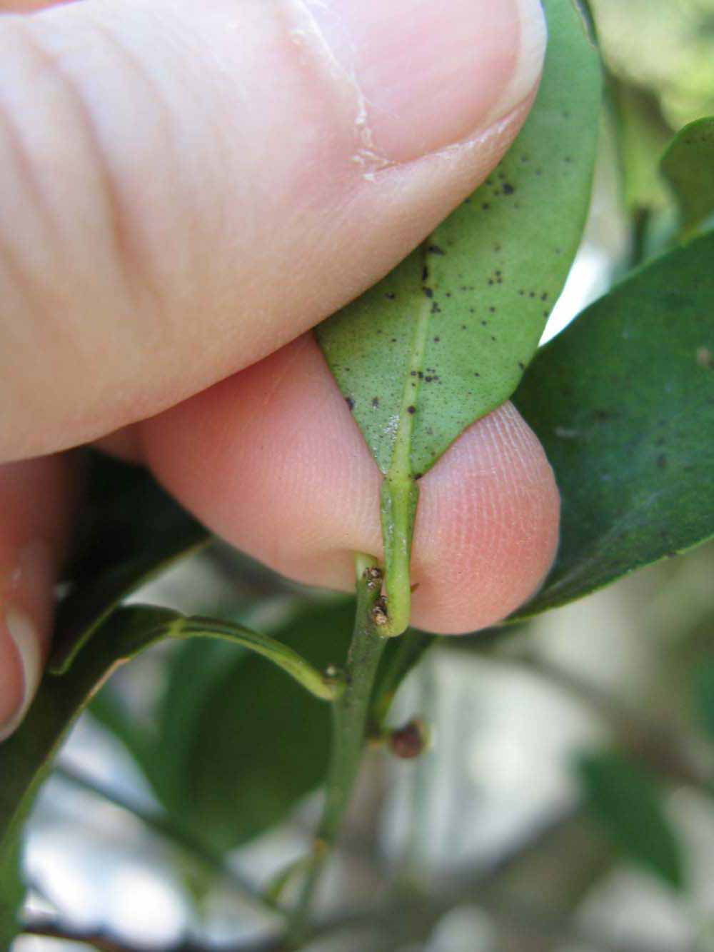              Petiole (Winter Haven, FL)       